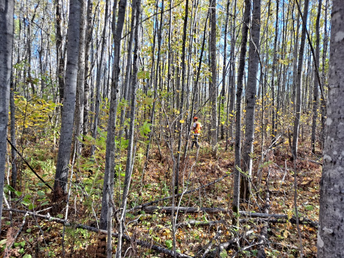 Birch